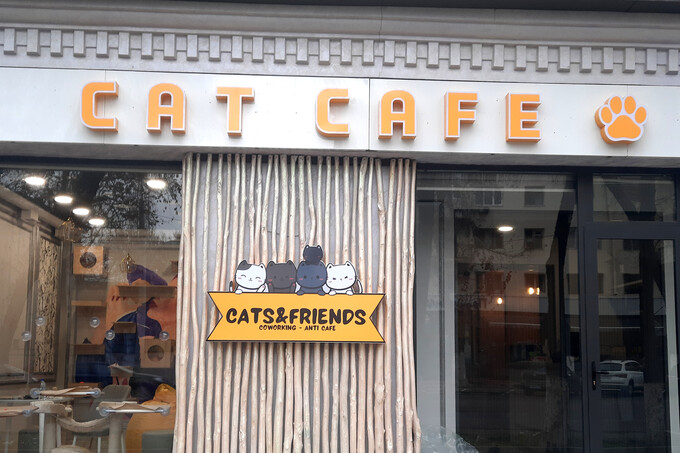 Cats & Friends: Oʻzbekistondagi birinchi mushuk-kafe