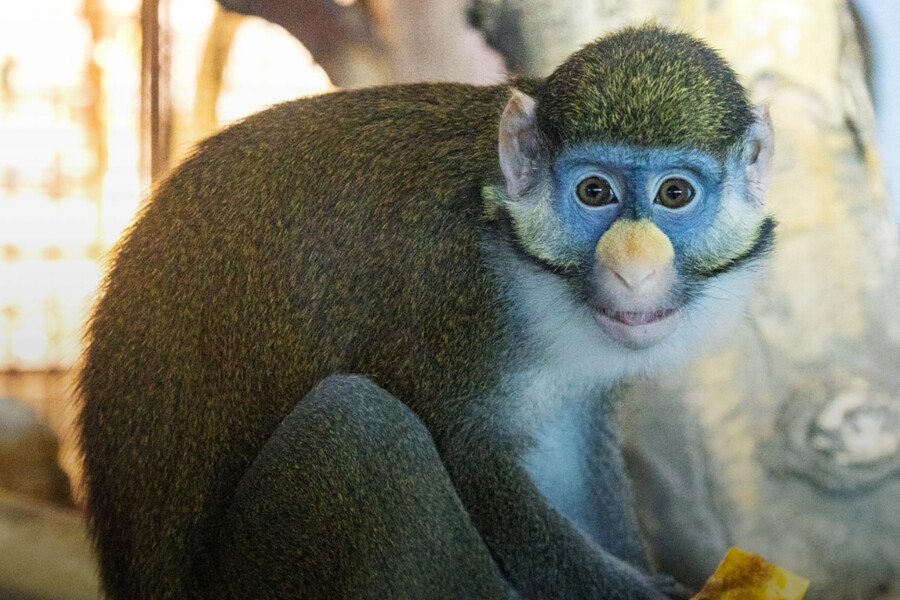 Отдел «Приматы» столичного зоопарка закрывается на ремонт