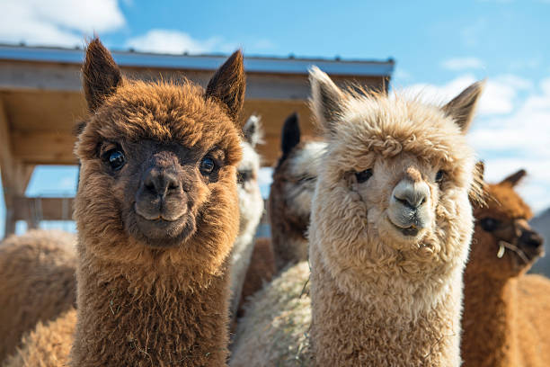 Toshkent zooparkiga alpaka va lama keltirildi